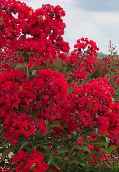 Miss Frances Crepe Myrtle – Womack Nursery