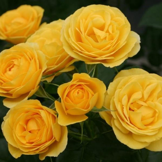 Veranda Sunbeam Floribunda Rose
