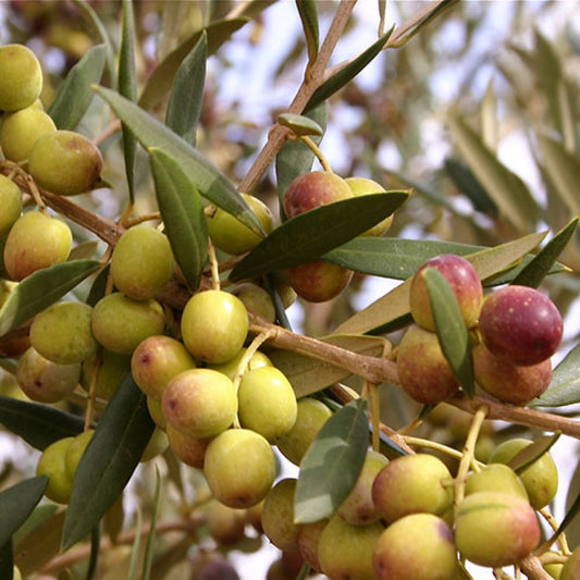 Arbequine Olive