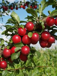 Au Cherry Plum