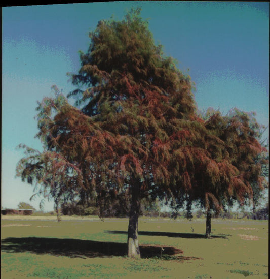 Bald Cypress (Shade Tree)