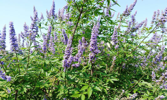 Blue Vitex (flowering)