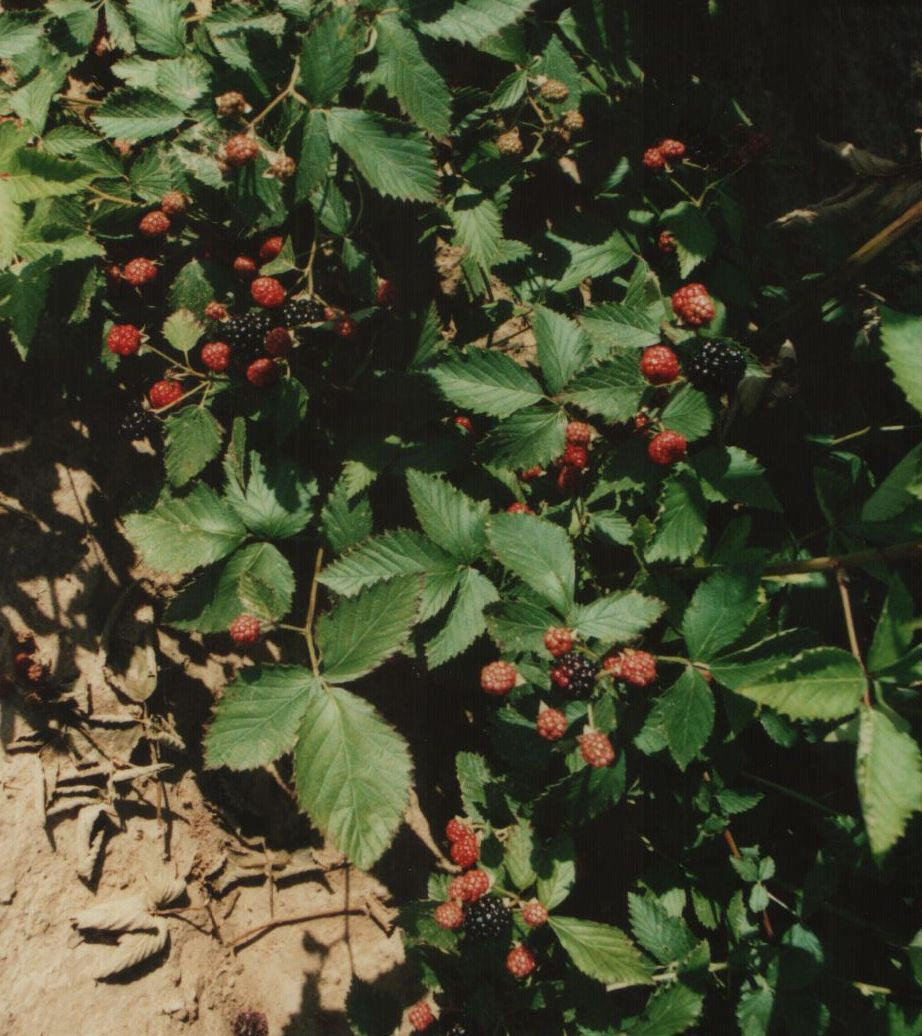 Brison Blackberries