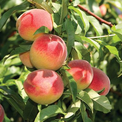 Fuji Apples - Womack Nursery