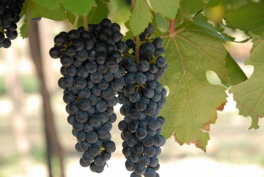 Black Spanish (Lenoir) Grape