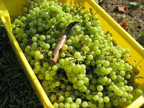 Blanc Du Bois Grape