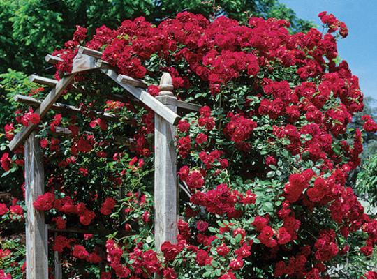 Blaze Climbing Rose