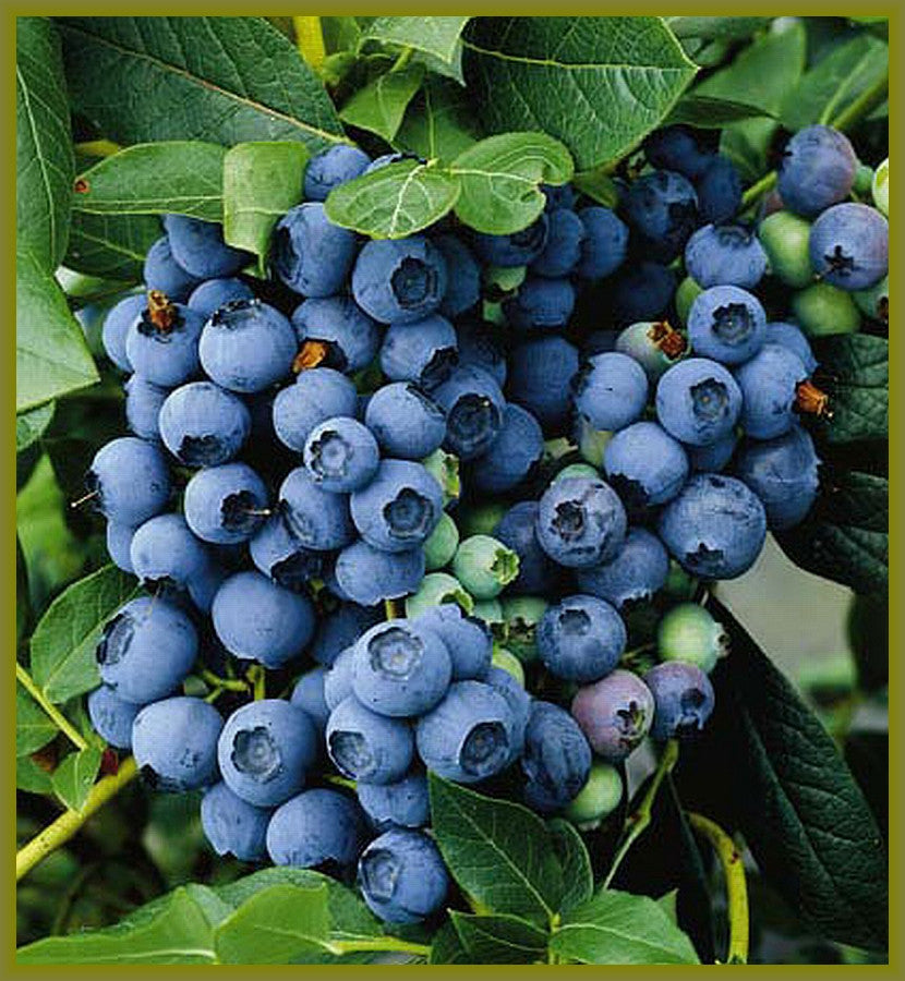 Blueberry Plants