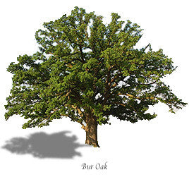 Bur Oak (Shade Tree)