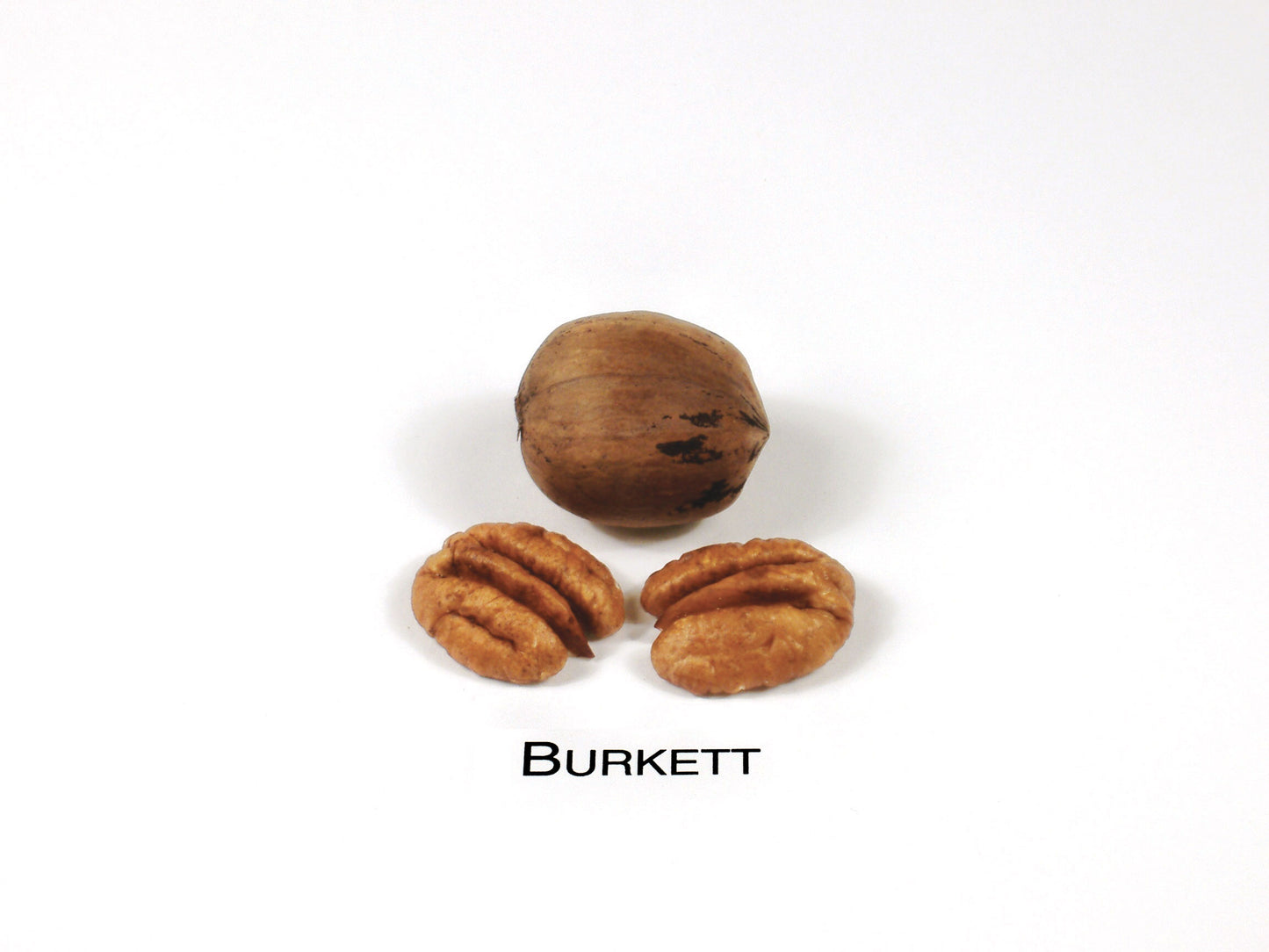 Burkett-(2)