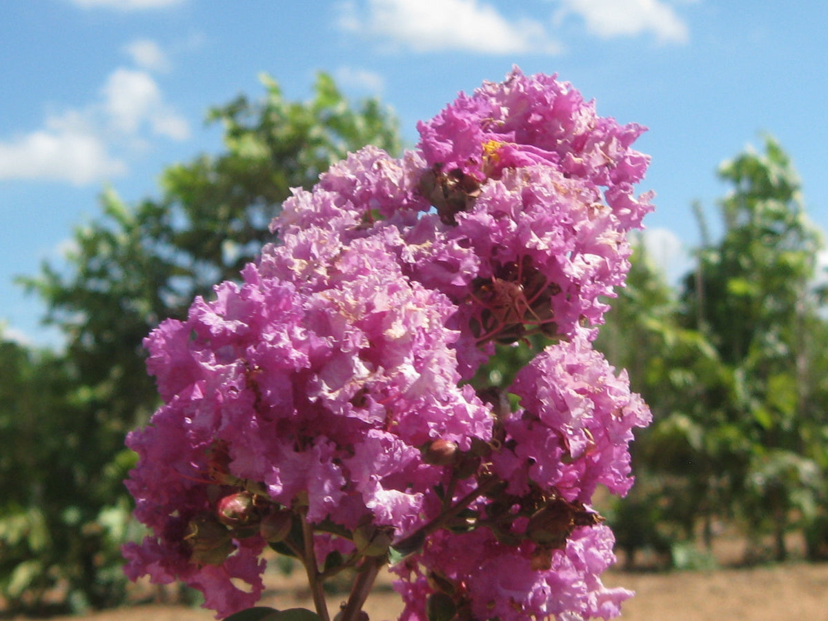 Catawaba Crepe Myrtle