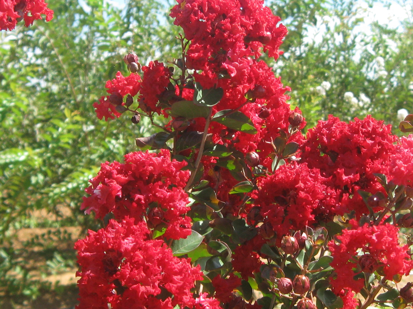 Centennial Spirit Crepe Myrtle