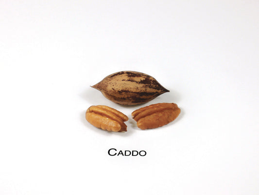 Caddo (1)