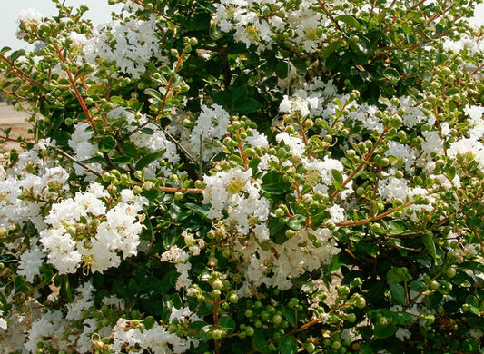 Christmas time Crepe Myrtle