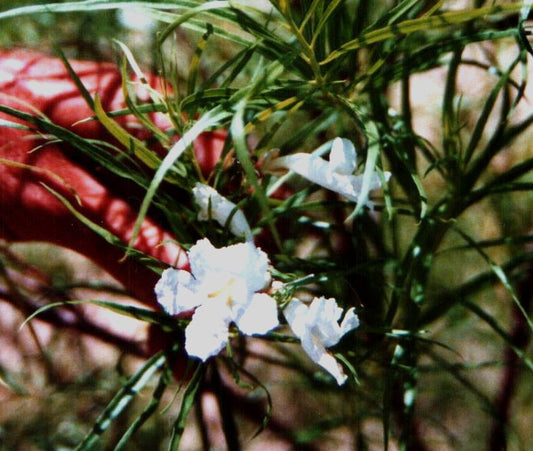 Desert Willow (flowering)