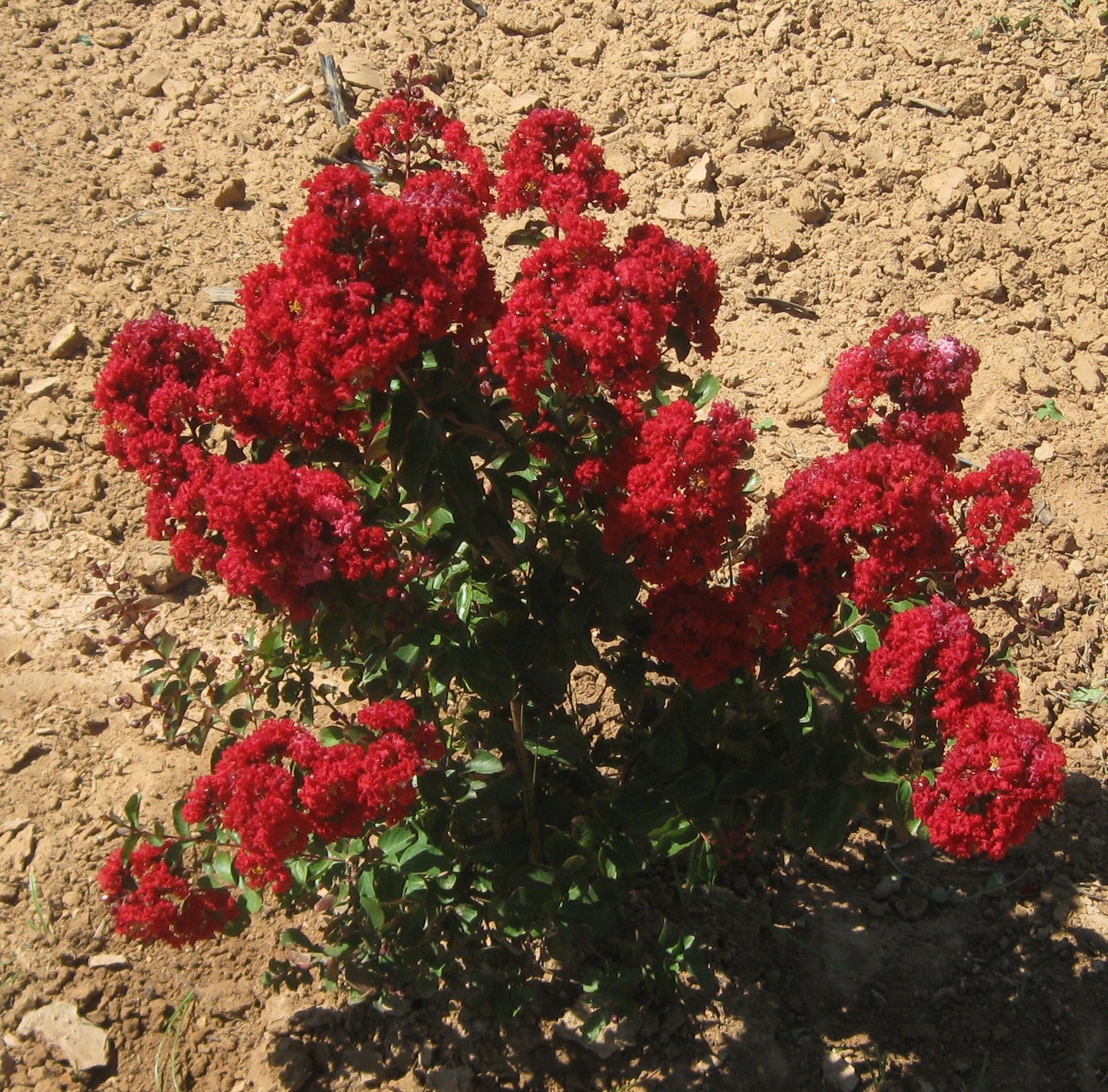 Dynamite Crepe Myrtle