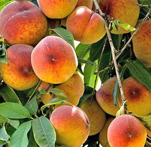 Earligrande Peach