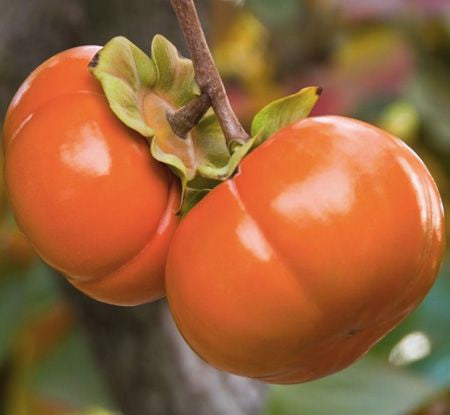 Eureka Persimmon