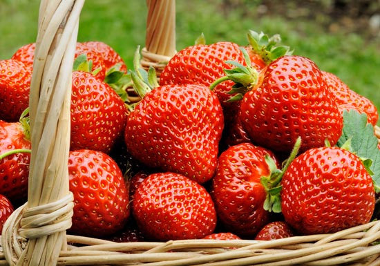 Eversweet Strawberry Plants