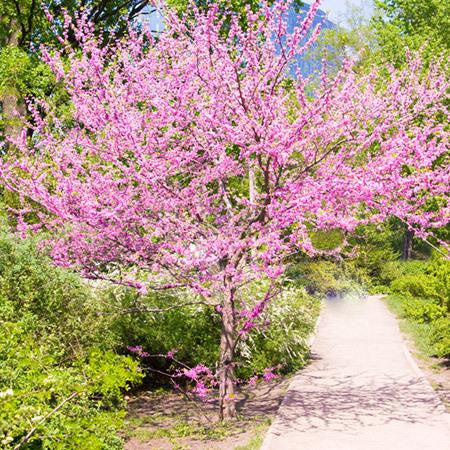 Forest Pansy Redbud (Flowering)