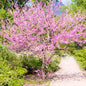 Forest Pansy Redbud (Flowering)