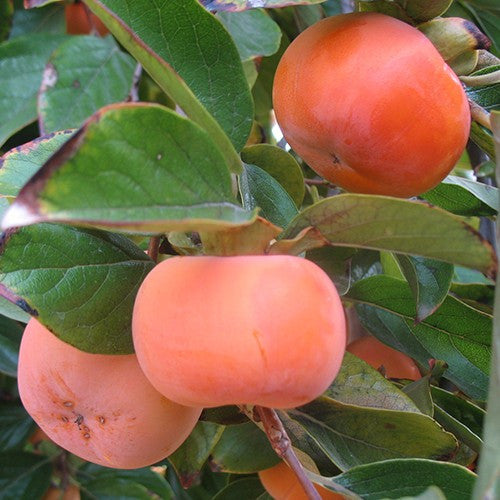 Saijo Persimmon