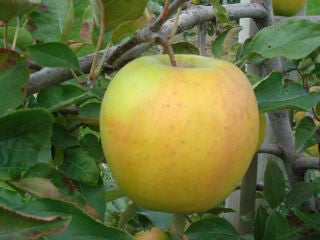 Golden Delicious Apples