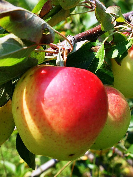 Honey Crisp Apples