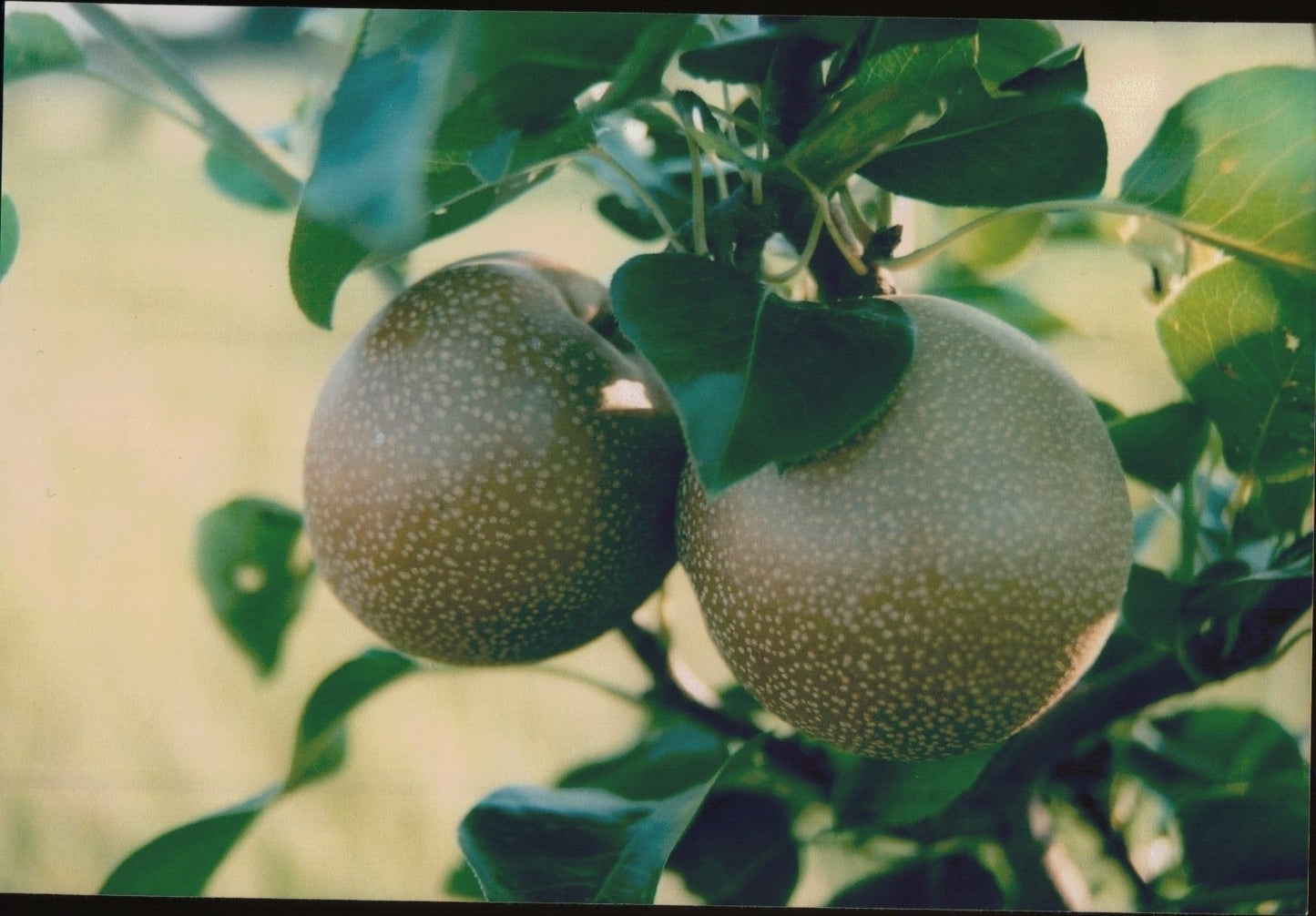 Hosui Pear