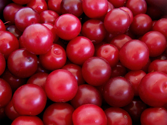 Hiawatha Plum