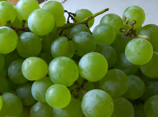 Himrod (Table Grape)