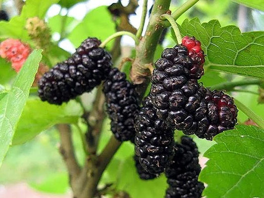 Illinois Mulberry