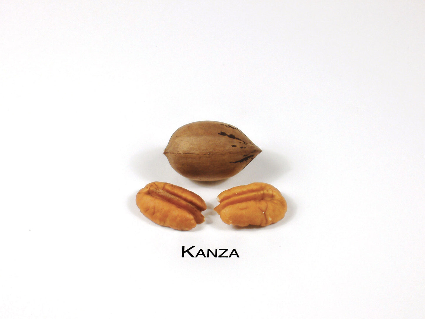 Kanza-(2)