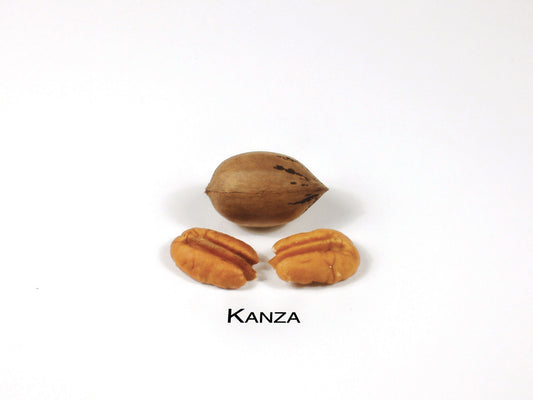 Kanza-(2)