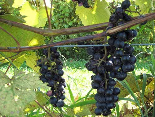 Lomanto Grape