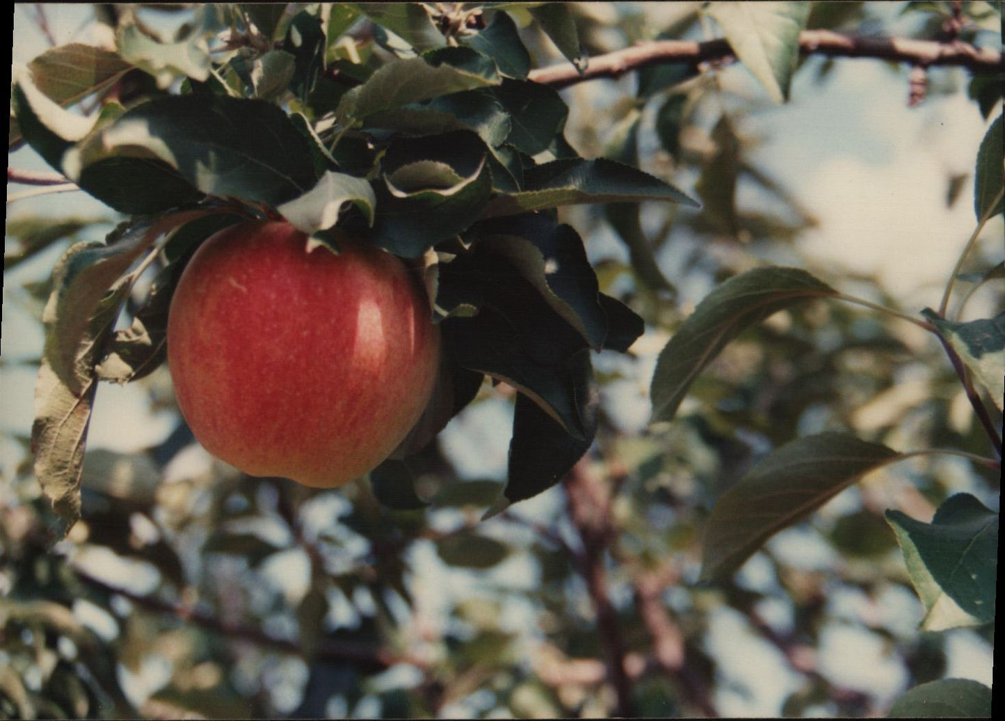 Mollies Delicious Apples