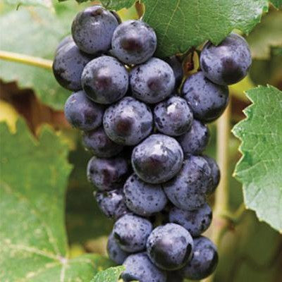 Mars - (PP5680) (Table Grape)