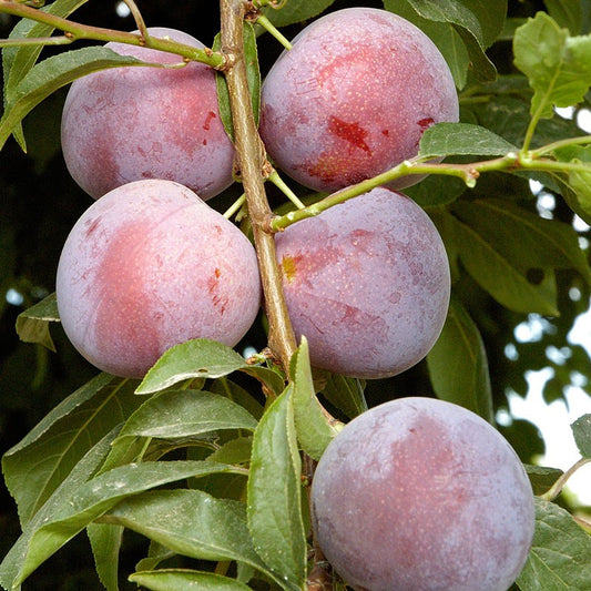 Methley Plum