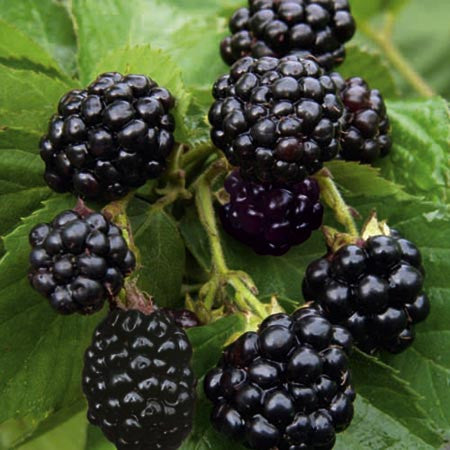 Natchez Blackberries