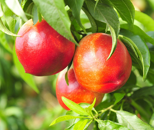 Redgold Nectarine