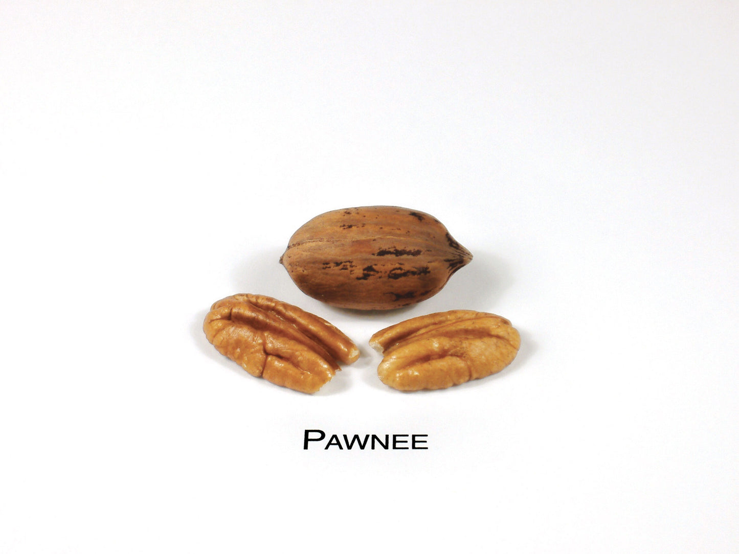 Pawnee-(1)