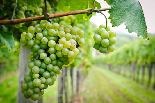 Picpoul Blanc Grape