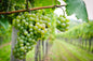 Picpoul Blanc Grape