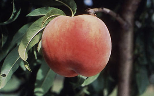 Red Globe Peach