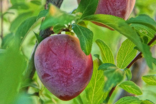 Santa Rosa Plum