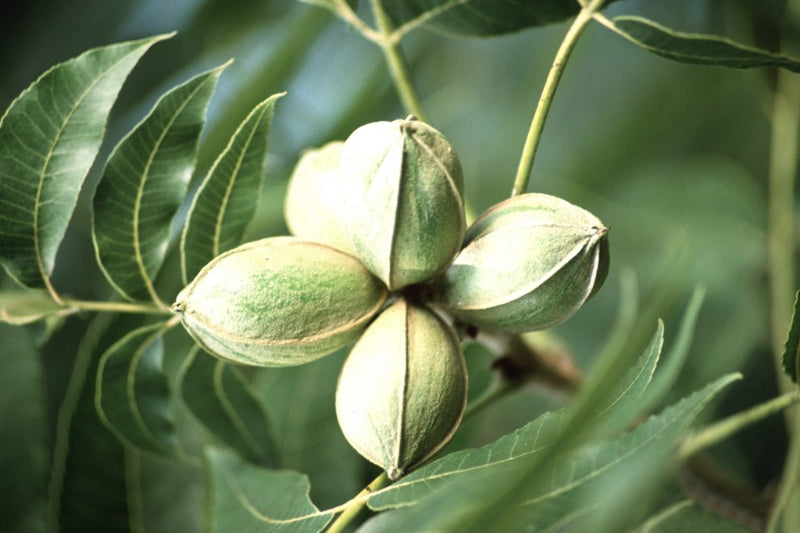 Seedling Pecan Trees