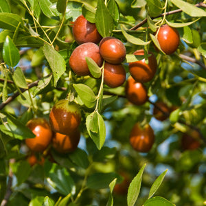 Sugar Cane Jujube