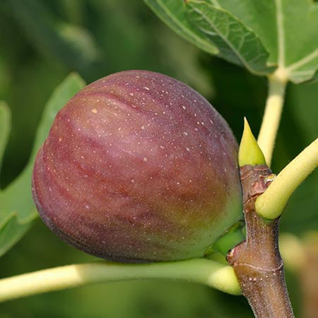 Texas Everbearing Figs (aka Brown Turkey)