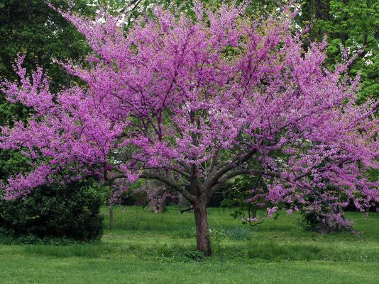 Eastern Redbud (flowering)