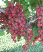 Victoria Red Grape